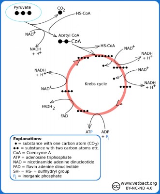 Krebs cycle