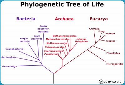 Bacterial taxonomy