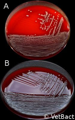 Agar plates