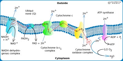 Electron transfer chain