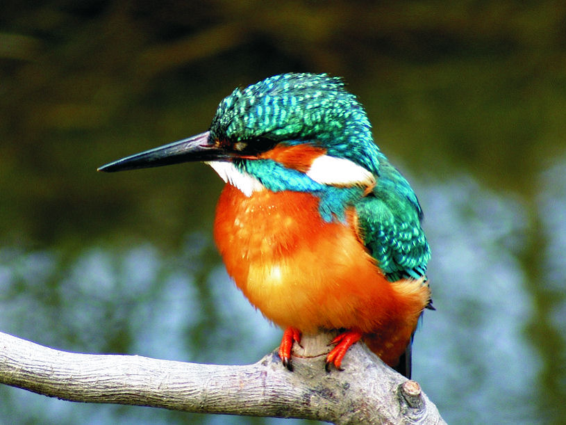 Kingfisher