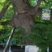 370-year old linden tree