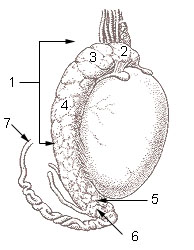 Schéma nadvarlete: 1. nadvarle, 2. hlava, 3. lalůčky, 4. tělo, 5. ocas, 6. kanálek, 7. chámovod