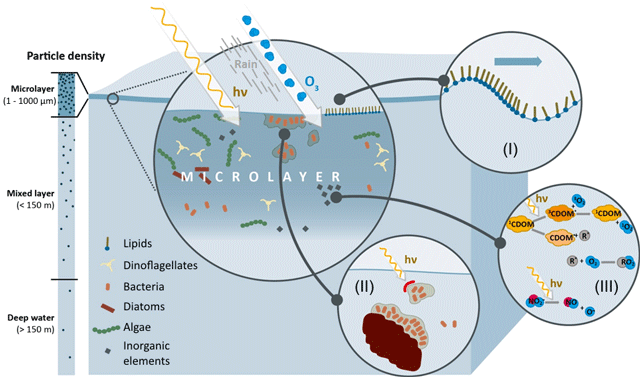 Sea surface microlayer as a biochemical microreactor [1] (I) Unique chemical orientation, reaction and aggregation [9] (II) Distinct microbial communities processing dissolved and particulate organic matter [6] (III) Highest exposure of solar radiation drives photochemical reactions and formation of radicals [11]