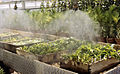 Rooting of softwood cuttings under mist