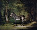 Zebra, 1763