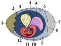 1. eggshell 2. yolk sac 3. yolk (nutrients) 4. vessels 5. amnion 6. chorion 7. air space 8. allantois 9. albumin (egg white) 10. amniotic sac 11. crocodile embryo 12. amniotic fluid