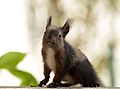 Sciurus vulgaris com pelagem de inverno