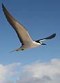 The sooty tern spends months flying at sea, returning to land only for breeding.[1]