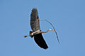 Image 33A great blue heron (Ardea herodias) flying with nesting material in Illinois. There is a colony of about twenty heron nests in trees nearby. Image credit: PhotoBobil (photographer), Snowmanradio (upload), PetarM (digital retouching) (from Portal:Illinois/Selected picture)