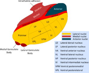 Nuclei thalamici