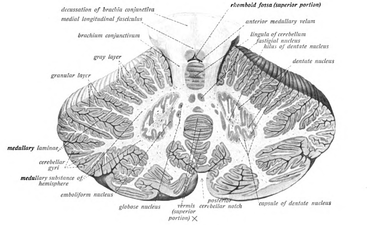 Cross-section of human cerebellum, showing the dentate nucleus and cross-section of vermis