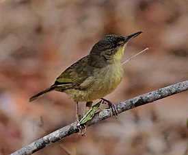 Bernieria madagascariensis