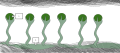 Diagram of Lichen: 1. Algal cell 2. Fungal hyphae