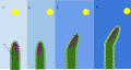 1. This is a normal plant that has the sun positioned almost directly over the plant. During this time, the auxin (pink dots) that lies within the plant is evenly distributed. 2. The sun is now positioned at an angle to the plant. The repositioning of the sun causes the auxin to move the other side of the plant, and becomes more concentrated. This overload of auxin next to these cells causes them to start to grow or elongate. 3. This results in the the plant to look like it is growing toward the sun. 4. If the sun moves to the other side of the plant, the auxin would again move to the other side of the plant and become concentrated on the side of the plant that is farthest away from the sun. 5. The same growth or elongation of the cells on this side of plant would continue to grow towards the sun.