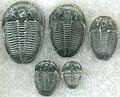 Image 74Trilobites first appeared during the Cambrian period and were among the most widespread and diverse groups of Paleozoic organisms. (from History of Earth)