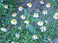 Aster tongolensis