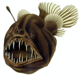 Image 35The humpback anglerfish is a bathypelagic ambush predator, which attracts prey with a bioluminescent lure. It can ingest prey larger than itself, which it swallows with an inrush of water when it opens its mouth. (from Pelagic fish)