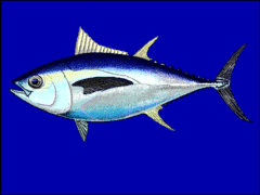 Thunnus obesus.