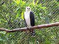 Black-and-white hawk eagle