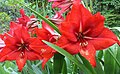 Amaririsi tsvuku (red amaryllis)