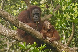 Orangutang (Pongo pygmaeus) Foto: Thomas Fuhrmann