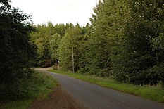 Route bitumée dans une fôret.