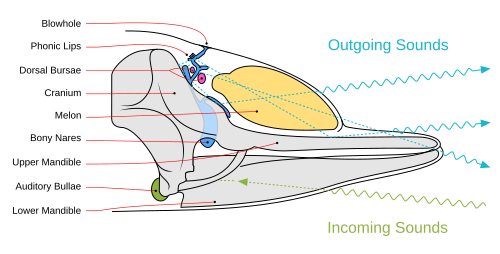 Diagram illustrating sound generation, propagation and reception in a toothed whale. Outgoing sounds are red and incoming ones are green