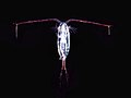 Image 53A copepod (from Arctic Ocean)