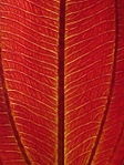 Echinodorus aflame redleaf closeup