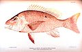 Image 11Red snapper, are generalized reef feeders with standard jaw and mouth structures that allow them to eat almost anything, though they prefer small fish and crustaceans. (from Coral reef fish)