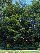 Plateau d'Albion, single tree