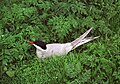 Arctic terns breed in the Arctic and subarctic and winter in Antarctica.