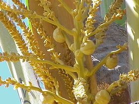 Coconut flower (Cocos nucifera)