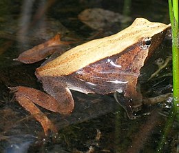 Darwin hegyesorrú békája (Rhinoderma darwinii)