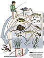 Image 9Example of a river food web. Bacteria can be seen in the red box at the bottom. Bacteria (and other decomposers, like worms) decompose and recycle nutrients back to the habitat, which is shown by the light blue arrows. Without bacteria, the rest of the food web would starve, because there would not be enough nutrients for the animals higher up in the food web. The dark orange arrows show how some animals consume others in the food web. For example, lobsters may be eaten by humans. The dark blue arrows represent one complete food chain, beginning with the consumption of algae by the water flea, Daphnia, which is consumed by a small fish, which is consumed by a larger fish, which is at the end consumed by the great blue heron. (from River ecosystem)