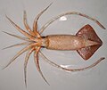 Image 81A female warty squid (Moroteuthis ingens) (from Southern Ocean)