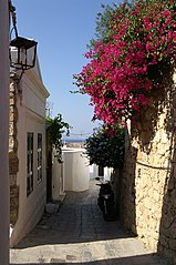 Bougainvillea