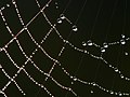 Image 4Dew drops adhering to a spider web (from Properties of water)