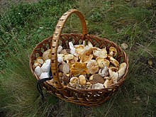 Edible mushrooms are a primary ingredient in mushroom ketchup