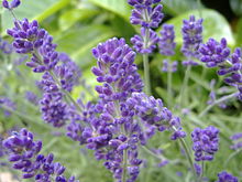 English lavender