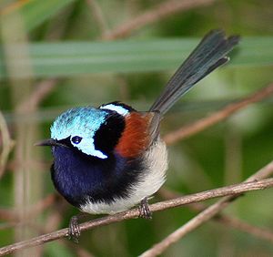 Male Red-winged Fairy-wren in nuptial plumage