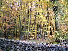 La Fageda d'en Jordà (Catalonia)