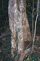 Brush Cherry, Mount Keira