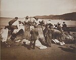 Makah whalers removing strips of flesh from a whale carcass at Neah Bay, Washington