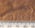 Image 59A 580 million year old fossil of Spriggina floundensi, an animal from the Ediacaran period. Such life forms could have been ancestors to the many new forms that originated in the Cambrian Explosion. (from History of Earth)