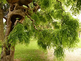 Unknown tree in Poggia a Caiano, Italy