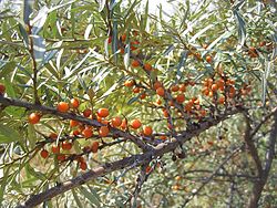 Hippophae rhamnoides3.jpg