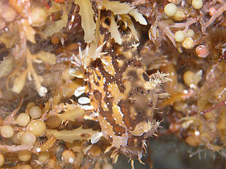 Sargassum fish well camouflaged in Sargassum seaweed