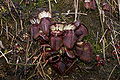 Cephalotus follicularis